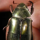 Coleoptera Scarabaeidae Chrysina Pastori