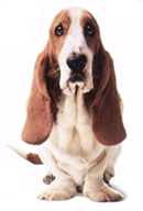 mascota basset hound