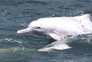 delfin chino